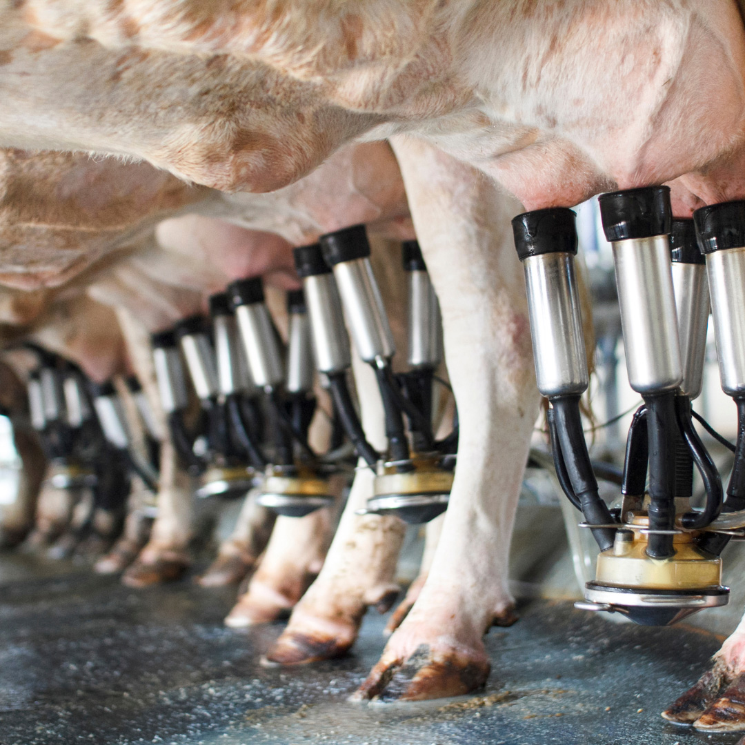 Dairy farm 5